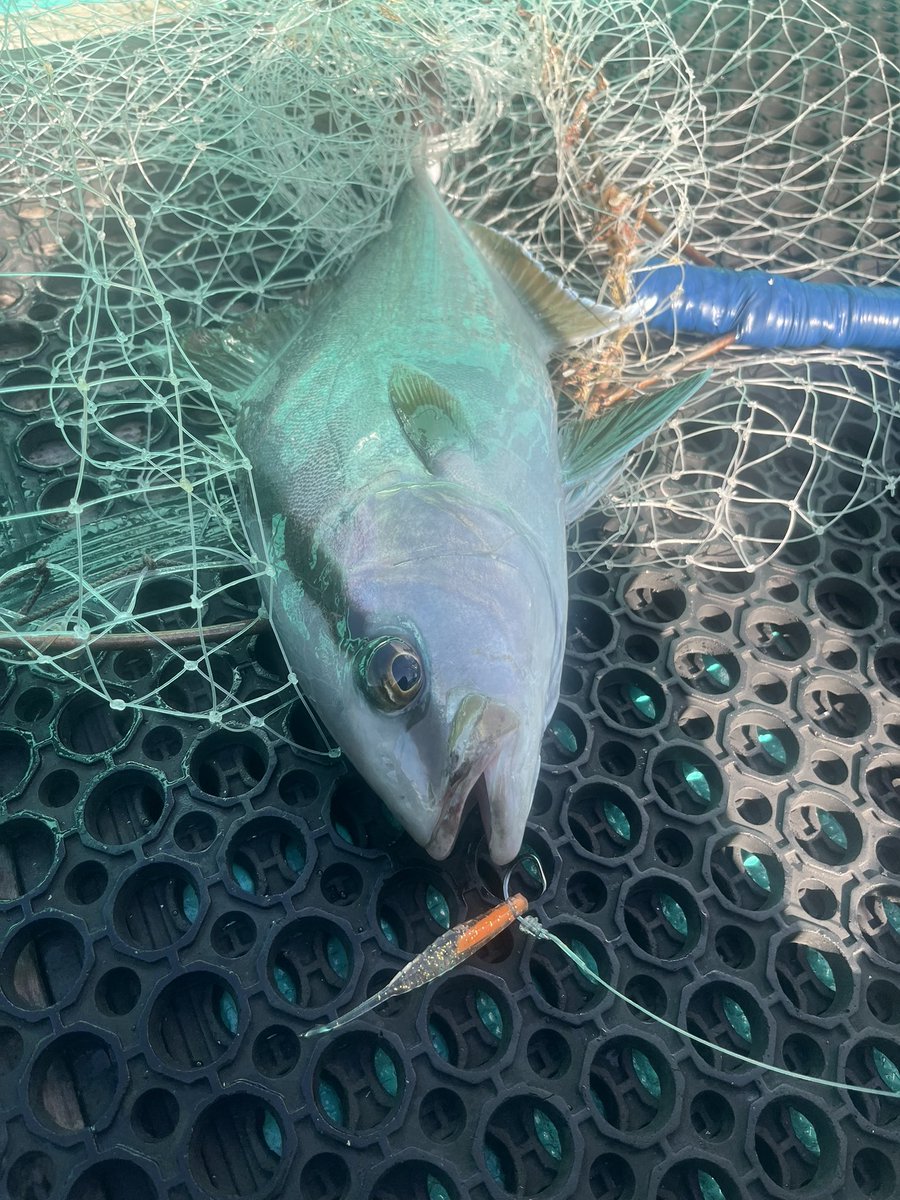 8月中旬にカンパチの大物を狙いに2泊3日で八丈島へ！！
初日はジグでは反応が悪いので、エビングで！！２日目に初めてカッポレ(クロヒラアジ)が釣れました😆
普段釣れないような魚が釣れると凄く嬉しいですね！！