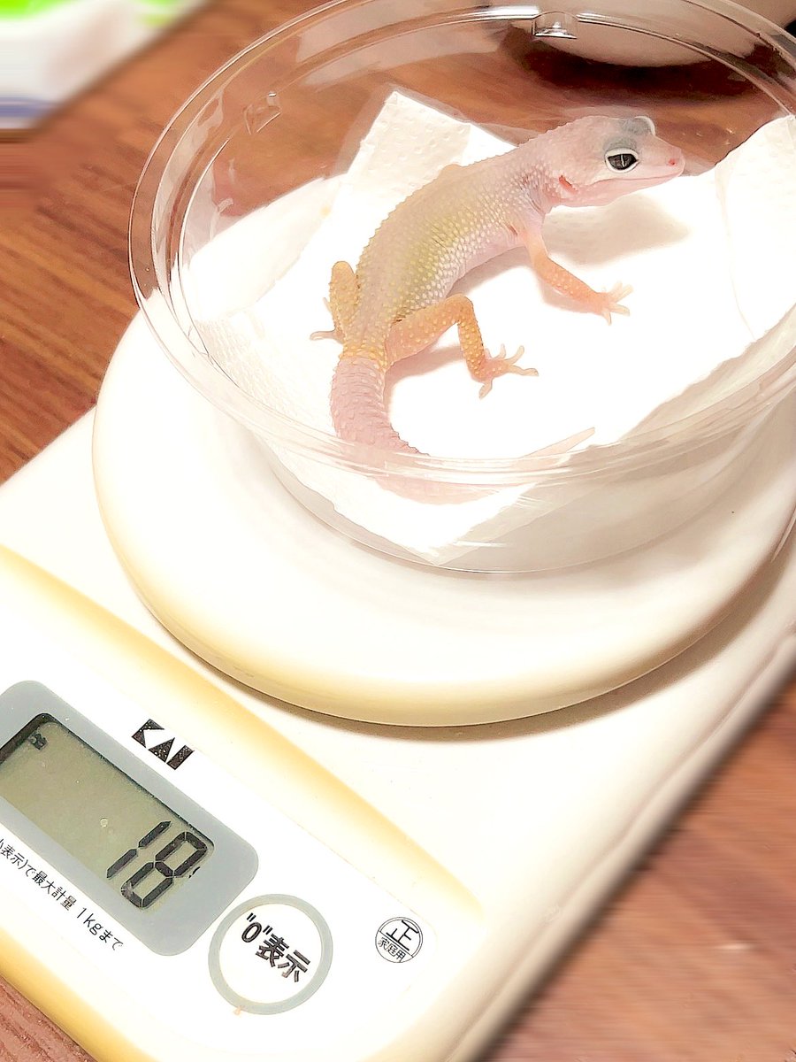 レオパブリザードの
“きぃら”🦎🍀*゜

土曜日にお迎えしたときよりも
2ｇ増えて18ｇに.•♬
可愛すぎて愛おしい☾·̩͙⋆