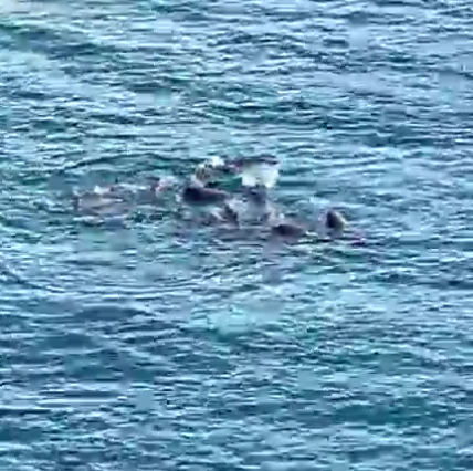 lyingBOTShm0c's tweet photo. #TaijiCoveJAPAN🔴: Alas, the #DolphinHunters have been successful and driven a pod of #MelonHeaded #Whales into the deadly Cove. These almost NEVER are selected for shows so prospects are not good.... 🐳🐳🐳💔Watch LIVE🇯🇵 https://t.co/FCWoK2zCIE https://t.co/uBSBWSEL68