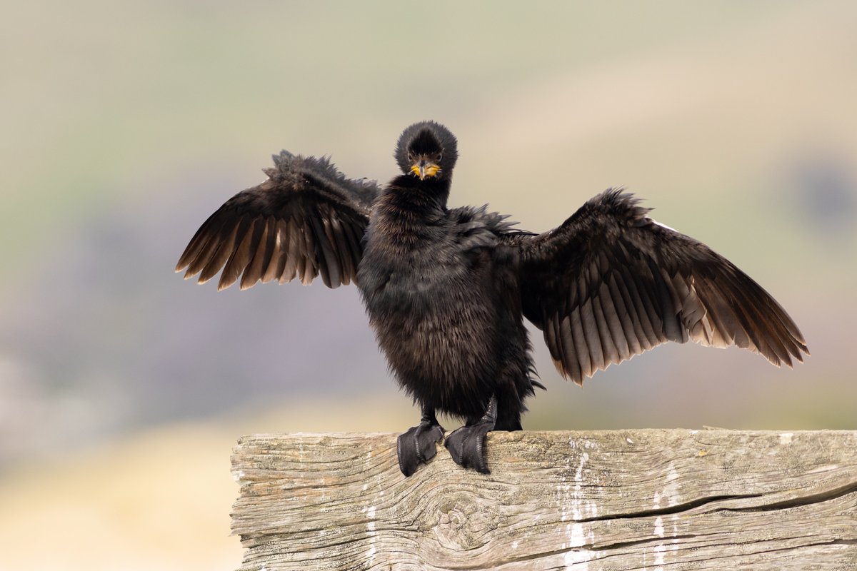 DrPaulSorrell's tweet photo. Little shags (kawaupaka) posing and preening. The Mole, Aramoana.
#AnimalPhotography #BirdsOfTwitter #TwitterNatureCommunity #WildlifePhotography #NaturePhotography #ThePhotoHour #PhotoOfTheDay #BBCWildlifePOTD #LittleShag #Cormorant #CormorantsOfTwitter #Aramoana #Preening https://t.co/2n43rLM3xp