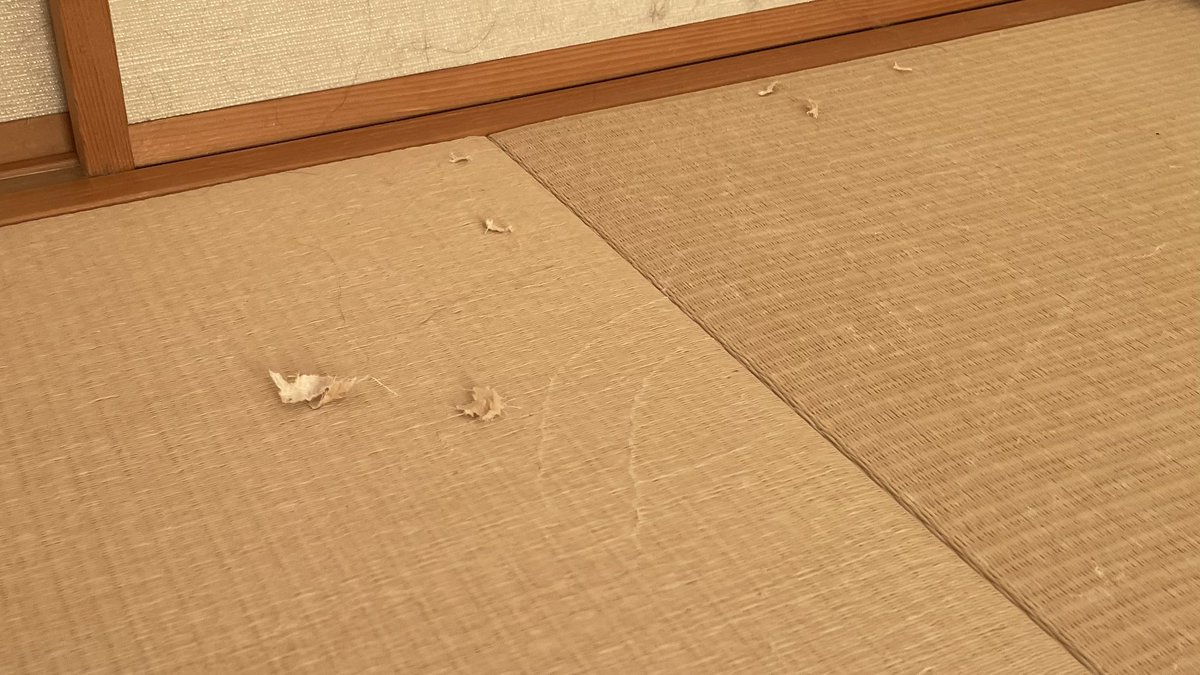 d11032003's tweet photo. 和室から物音がすると通報があり、捜査員が駆けつけたところ、現場にネコがおり、職務質問したところ、���コは抵抗することなく容疑を認めたため、その場で逮捕されました。
調べに対し「ネコの本能でやってしまった」と供述しているとのことです。
#サイベリアン　#ノルウェジャン　#ネコ　#ねこ　#猫 https://t.co/aD5pa2IM7q