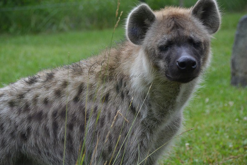 [🔗](api.tinyfox.dev/hourly/Yeens/1…)