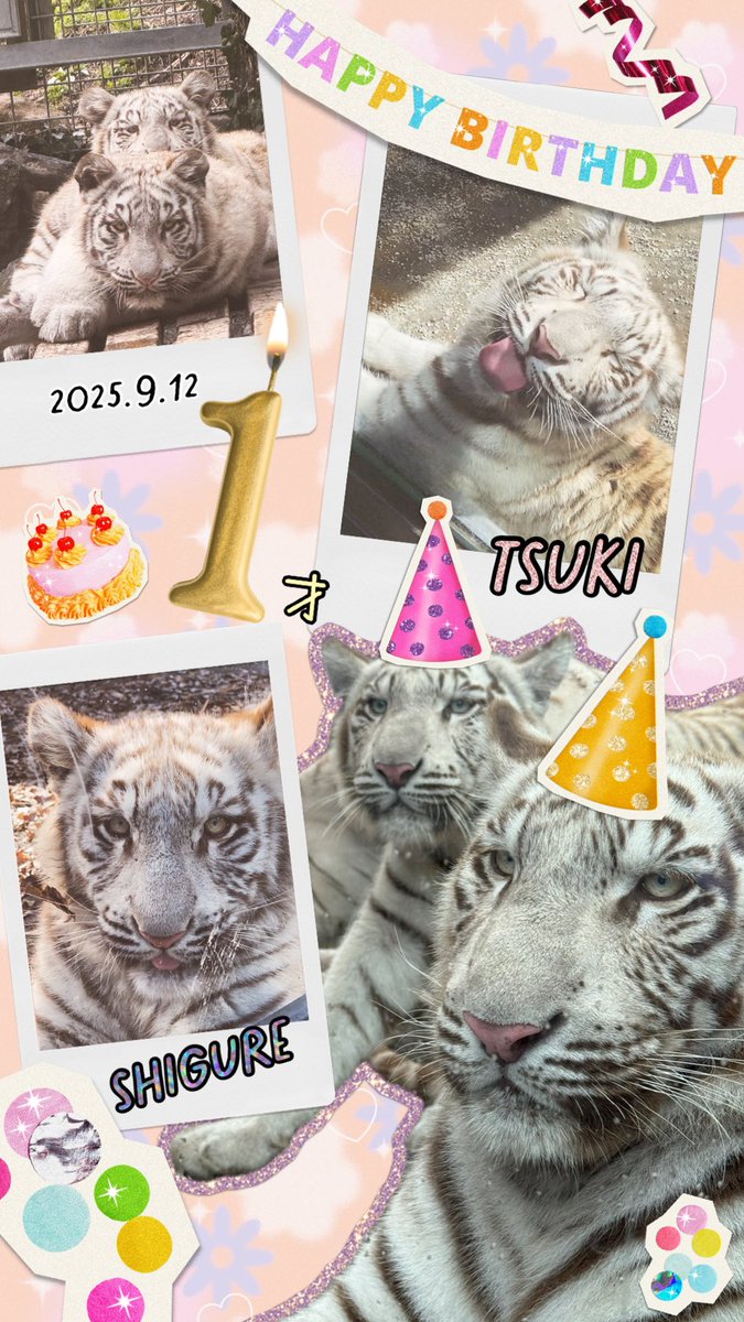 ツキちゃんシグお誕生日おめでとう💕
去年YouTubeのおすすめから出てきた配信がきっかけでお母さんと一緒にハマったけど本当に毎日毎日可愛い姿を見せてくれてありがとう✨
2人のおかげでお友達も出来たしアニキンもしれたよ🙌
これからも仲良くいてね😆♡
ママップもおめでとう🎉
#ツキシグレ生誕祭