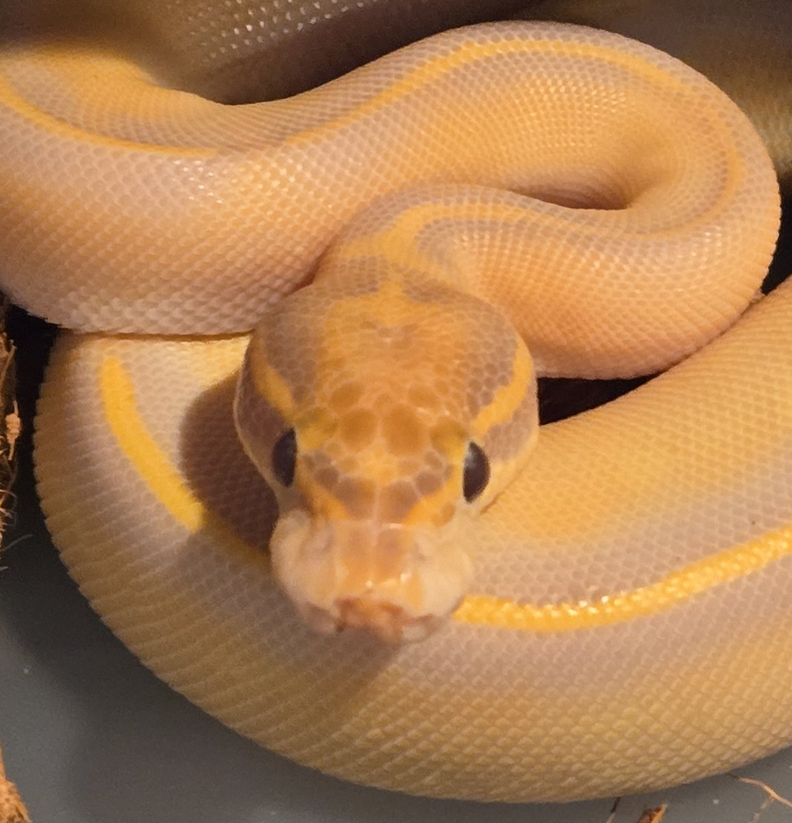 champpythons's tweet image. 0.1 Highway Ultramel 

championpythons.com