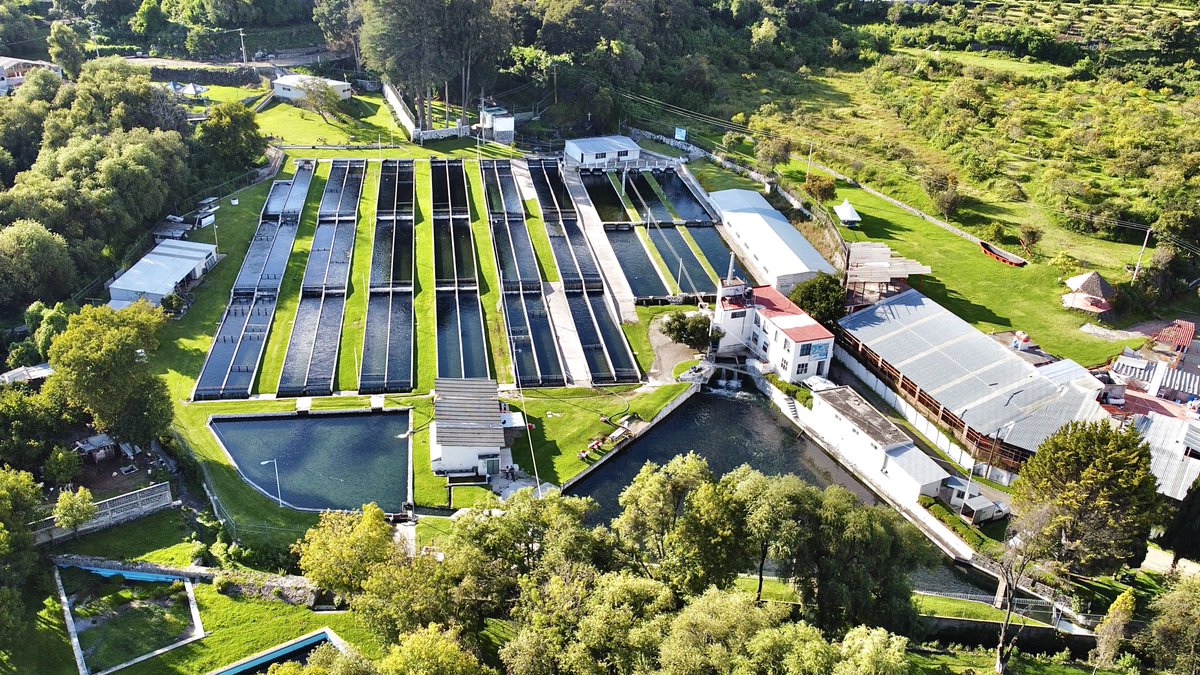 Xouilin's tweet photo. ¡Fin de semana de festejos patrios en la Granja Piscícola Xouilin!

En nuestros estanques nadan aproximadamente 1 millón de ellas y puedes darles de comer.

Contamos con venta a precio de pie de Granja. 

PW: https://t.co/7mkd9qgUlc
Tel. (244) 4440-129
contacto@xouilin.com https://t.co/VMkyN9VKOP