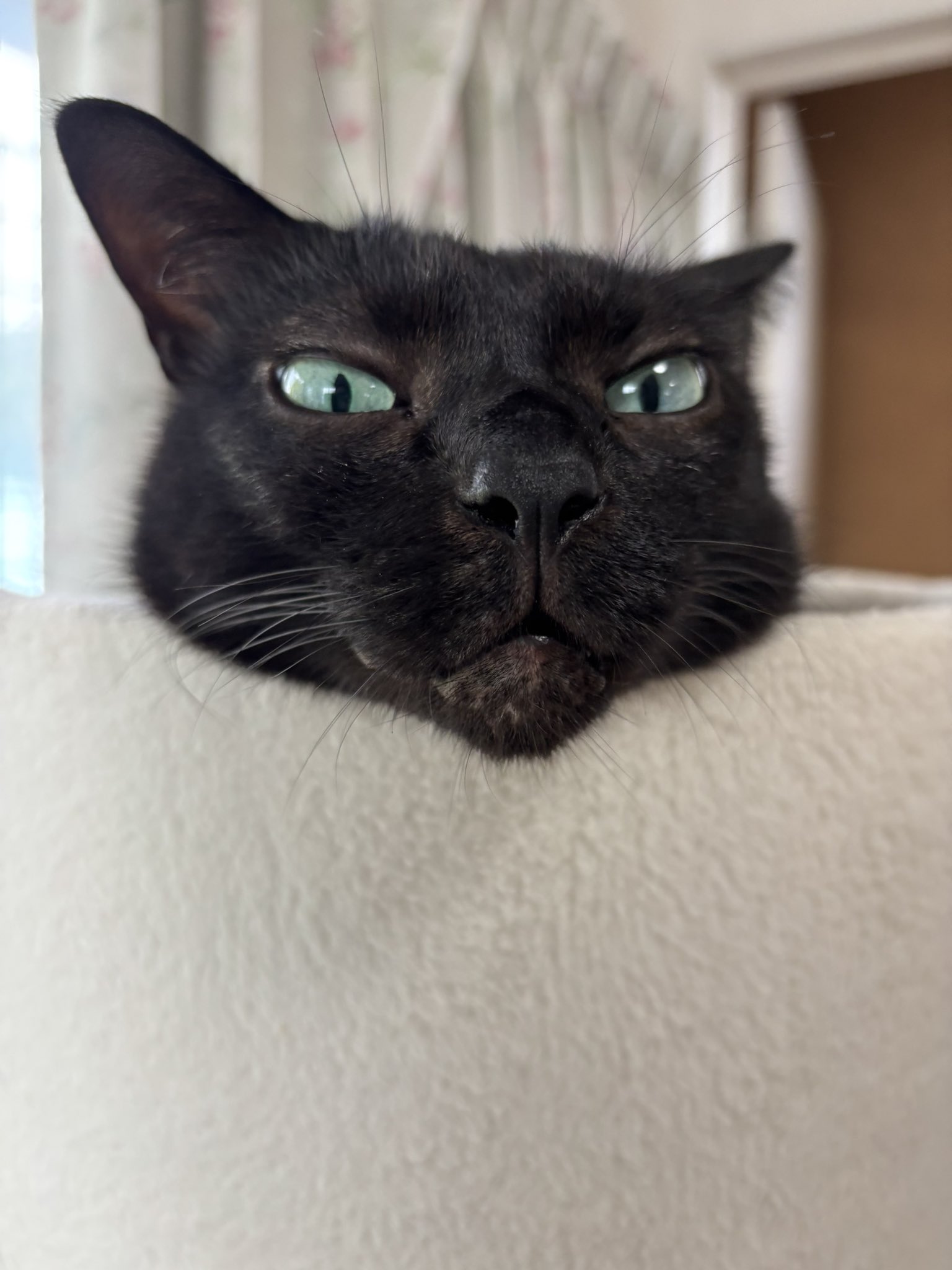 黒猫 2 黒猫🐈‍⬛2匹｜虹彩の亀ゆみ