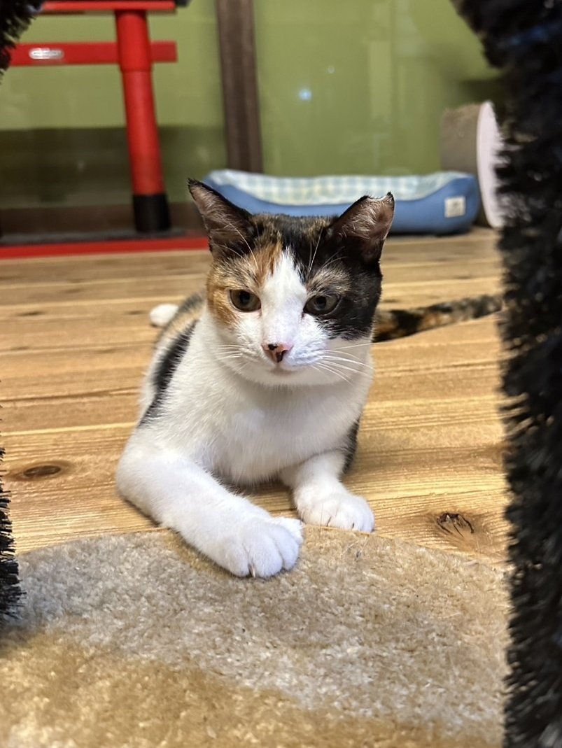 おはようございます🎑
9月12日(金)、くつろぎ古民家まめ猫は本日も11時より皆さまのお越しをお待ちしております🐈️🐾