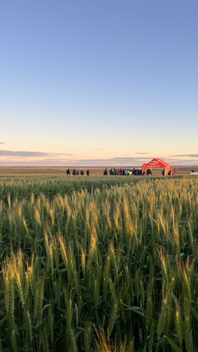 InterGrain tweet media