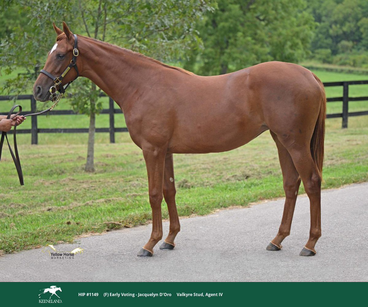 Boomer Bloodstock (@craigrounsefell) on Twitter photo Hip 1149 - Early Voting x Jacquelyn d’Oro (filly)
Two-turn dirt filly from a deep female family, outstanding value at $60k late in Book 2 at @Keenelandsales from great breeders Valkyre Stud! Pretty happy with our Book 2 shopping with <a href="/dan_blacker/">Dan Blacker Racing</a> 👌 Hip 1149 - Early Voting x Jacquelyn d’Oro (filly)
Two-turn dirt filly from a deep female family, outstanding value at $60k late in Book 2 at @Keenelandsales from great breeders Valkyre Stud! Pretty happy with our Book 2 shopping with <a href="/dan_blacker/">Dan Blacker Racing</a> 👌