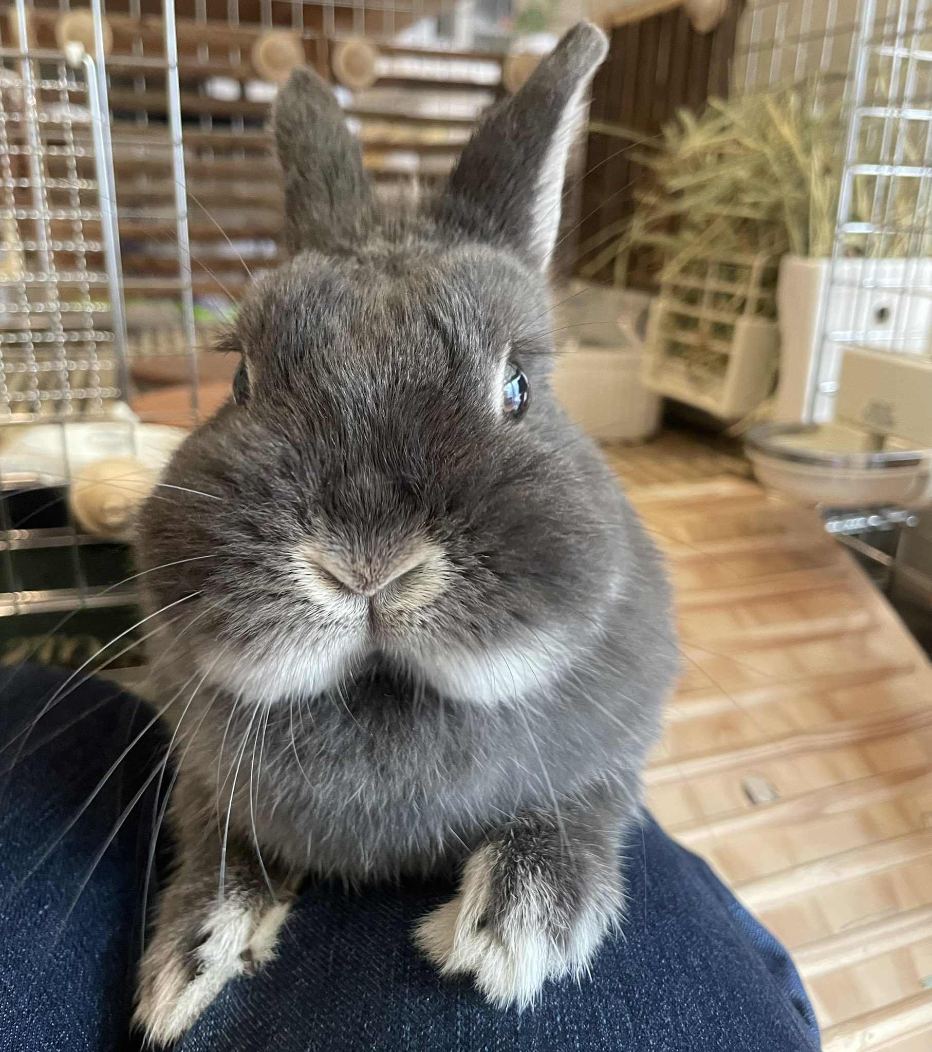 うさぎのすず on X: 