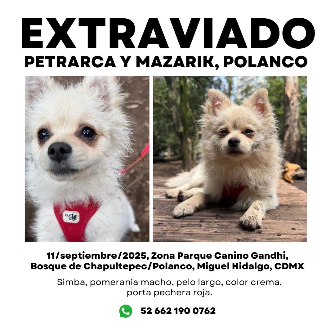 #Extraviado Simba, pomerania macho, pelo largo, color crema, porta pechera roja. Se perdió 11/septiembre/2025 en zona Parque Canino Gandhi, Petrarca y Mazarik, Bosque de Chapultepec/Polanco, Miguel Hidalgo, CDMX. La familia está advertida sobre fraudes.
