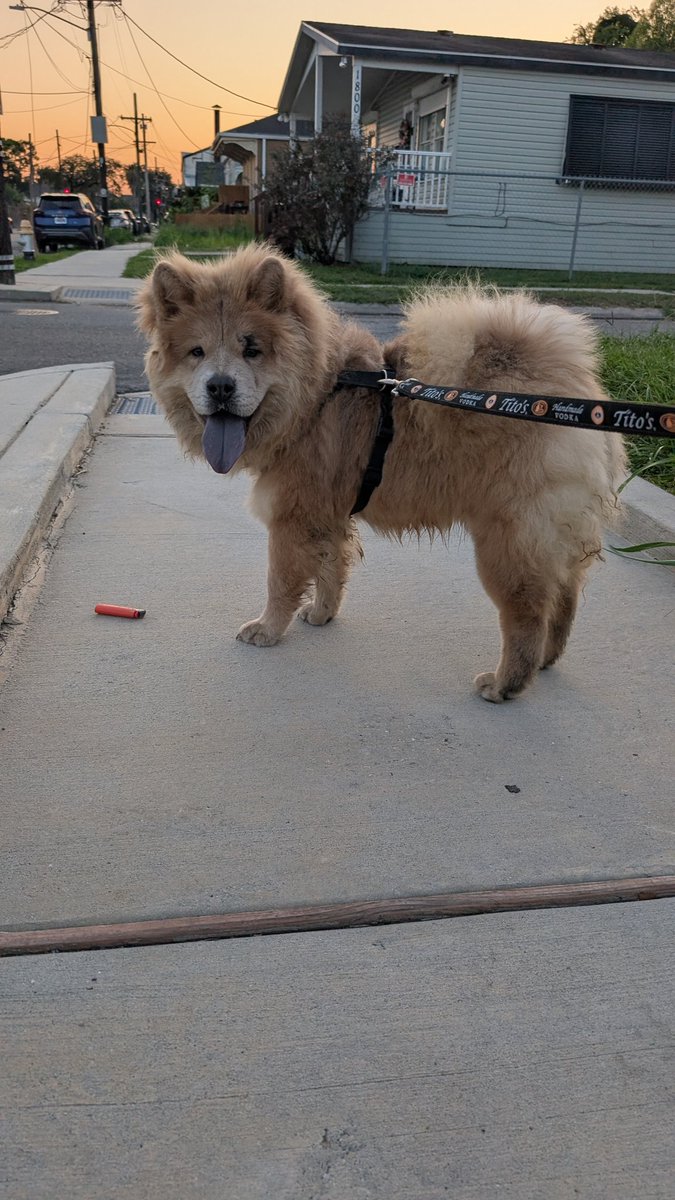 Lost Dog Uptown New Orleans

Male, Chow. Trained and gentle. Now with the LSPCA.