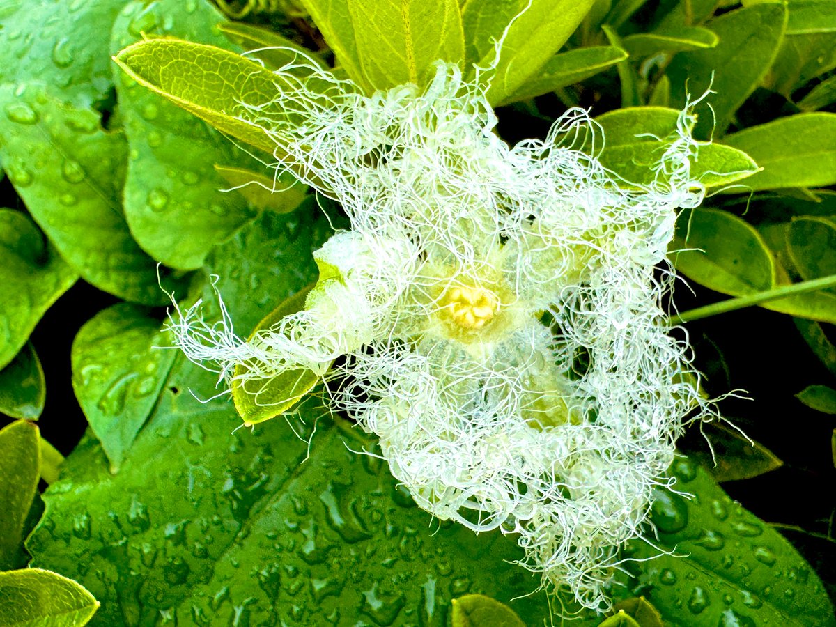 随分涼しくなってきて喜ばしいです🐢
ところで、これは花…？