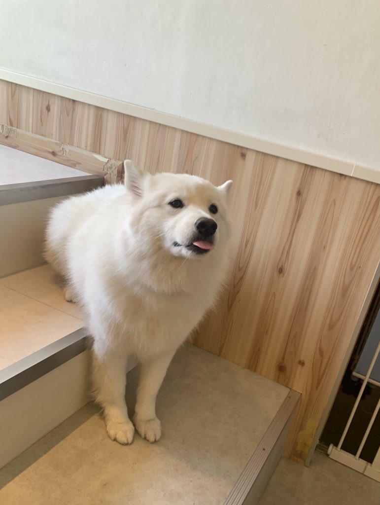 ちょっと不思議なお座り…😂笑
段差を活用するてん君とアルちゃんでした

#Samoyed 
#samoyedcafeAL 
#サモエド
#サモエドカフェアル
#もふもふ