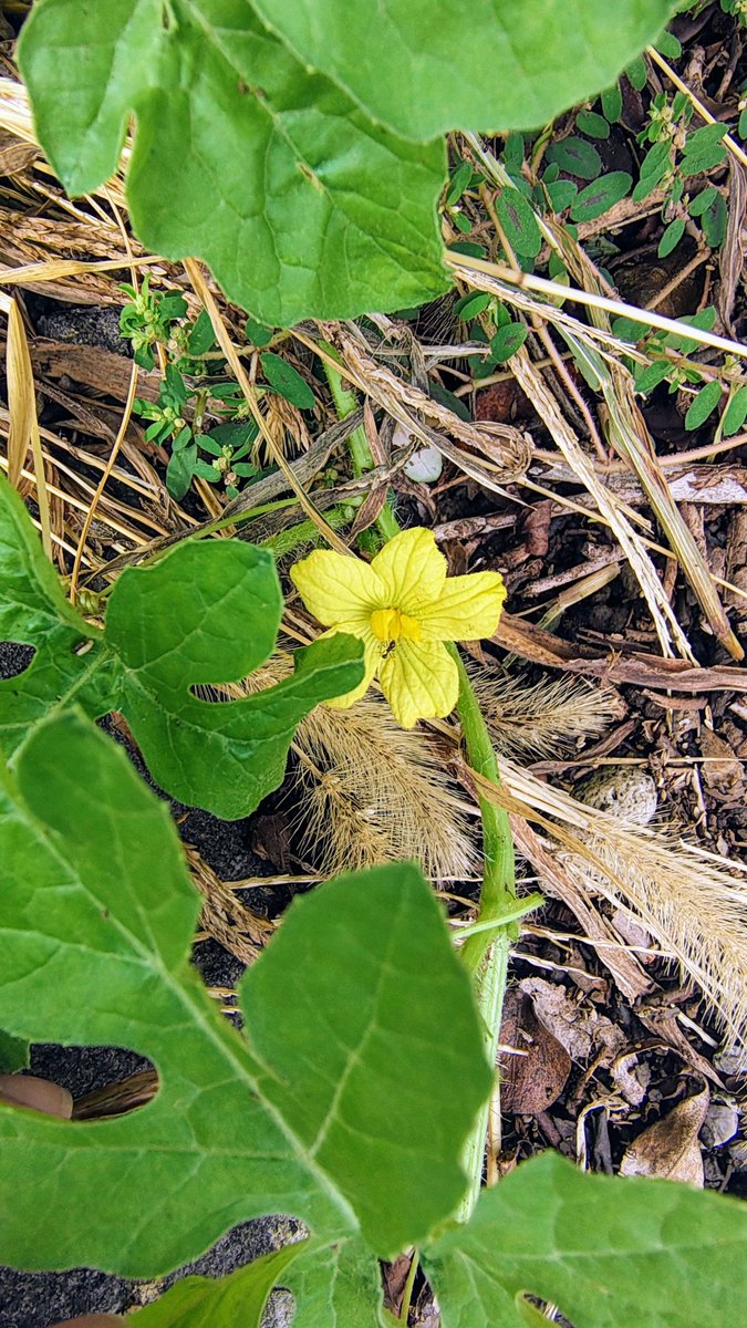 夏に食べたスイカの種を８月に植えたら、芽が出て花が咲いたでござる。