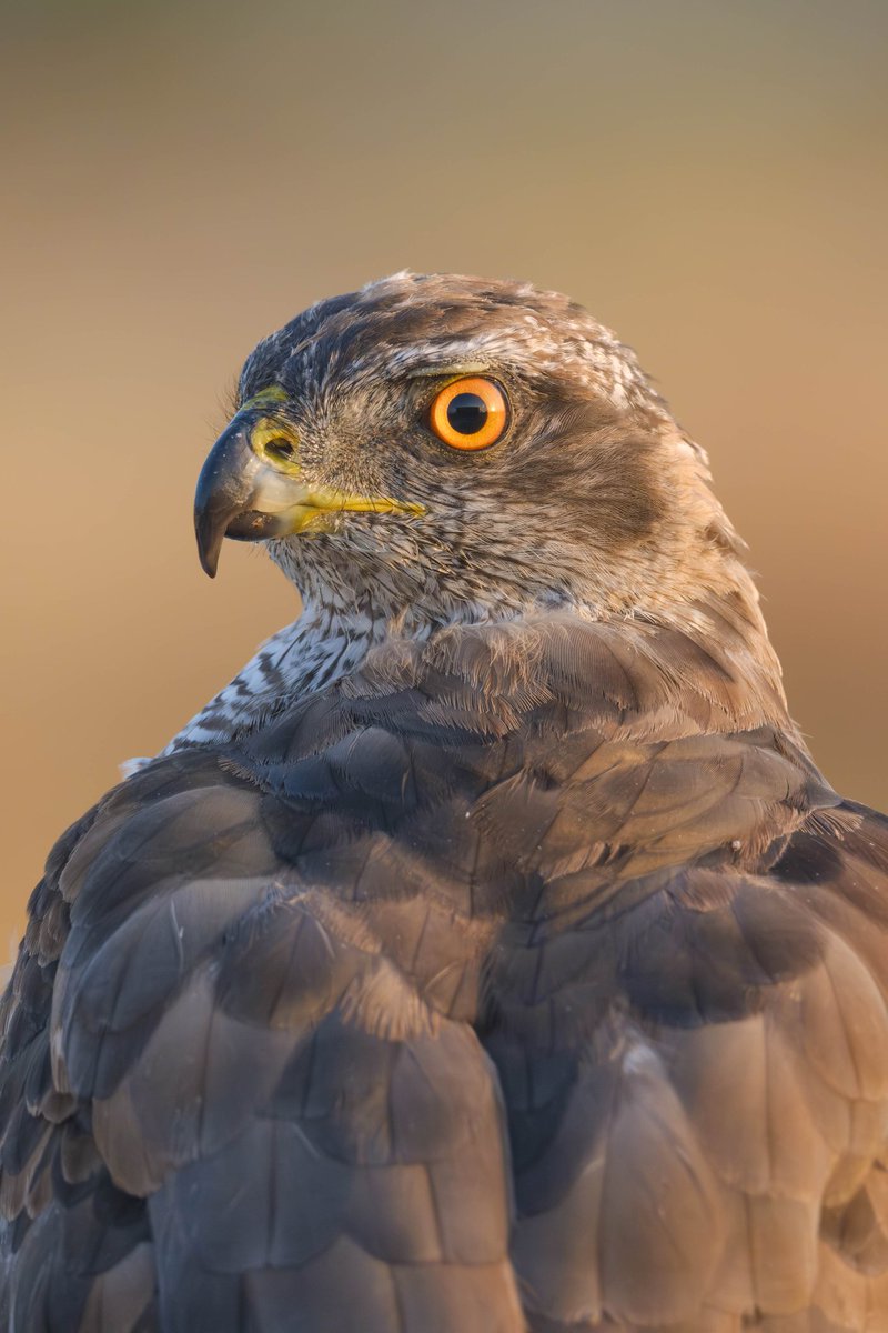 Astor/ Azor/ Goshawk