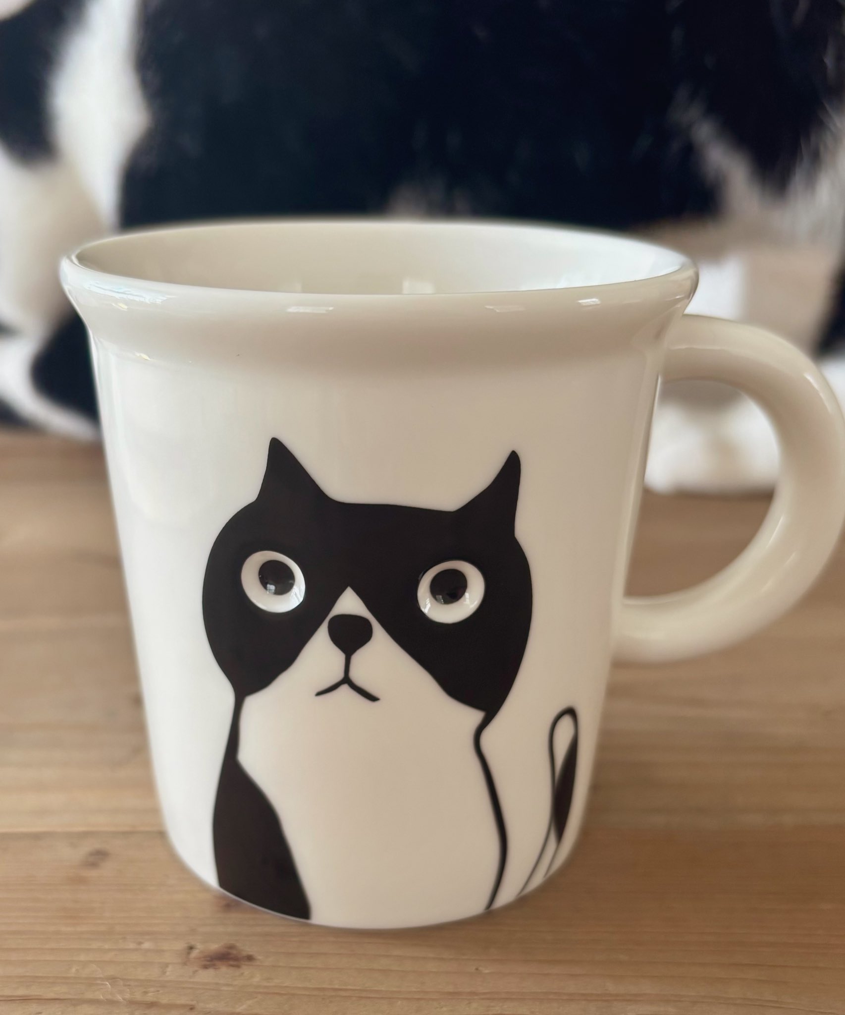 ちび猫※プロフ全文必読※2508W4-1 The cat was so cute, grumbling and complaining about being