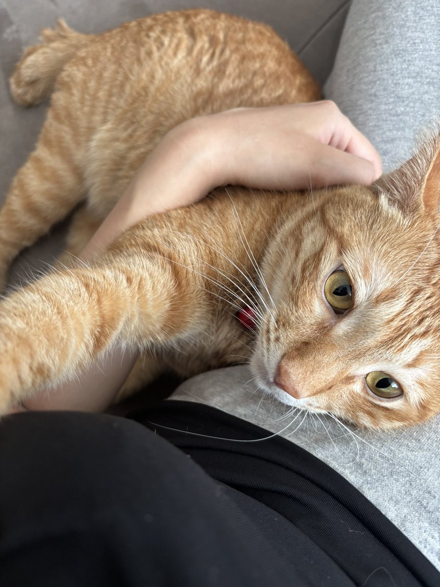 今日も甘々なサスケです☺️
#猫のいる暮らし
#猫のいる幸せ
#ねこ