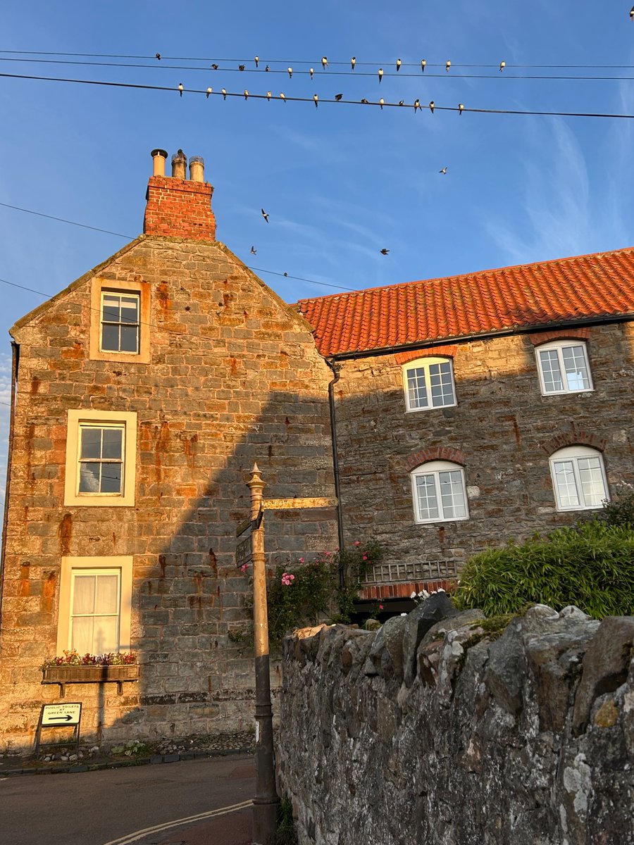 #FingerpostFriday from Lindisfarne where the swallows are gathering to depart in the early morning light.