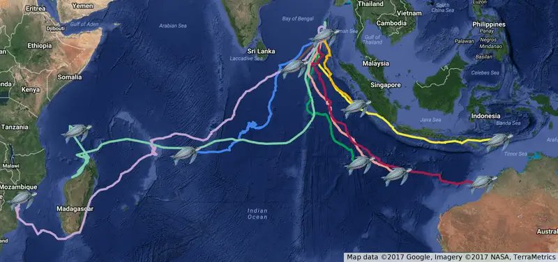 Post-nesting migratory routes of leatherback turtles nesting at HutBay, Little Andaman. tracked movements of individual turtles fitted with satellite transmitters. 
A SWOT Program (the State of the World’s Sea Turtles) in collaboration with OBIS-SEAMAP.