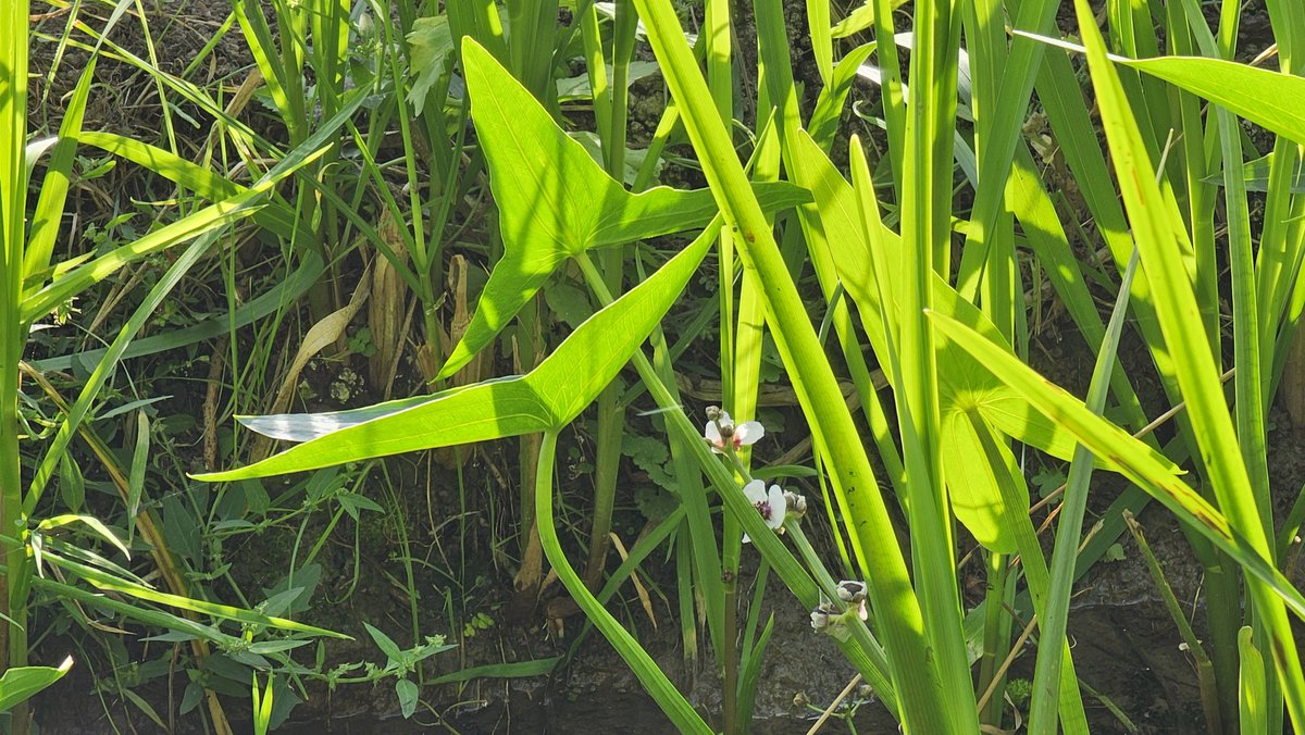 DuylsBos's tweet photo. Dit is gewoon een foto van de #sloot zou je denken, maar als je beter kijkt zie je opeens bloemen van het #pijlkruid en de #egelskop. Neem ook eens tijd om goed te kijken in de natuur, het zal je verrassen 👀🌿 #kijknou #indenatuur #goedgezien #altijdwattezien #natuurdichtbij https://t.co/qQjuwKZVdt