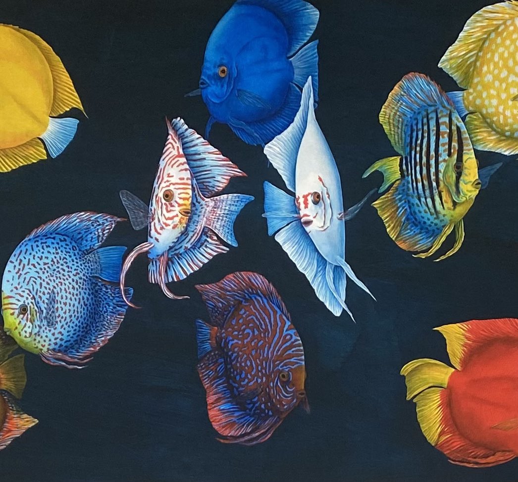 keith siddle (@keithsiddleart) on Twitter photo ‘Delightful Discus I’, limited edition Giclee print, individually hand signed, numbered and accompanied with a certificate of authenticity. I love painting Discus Fish and have framed 2 new prints to show at the AllEngland KoiShow 27th & 28th September. <a href="/discus/">James Stapley</a> ‘Delightful Discus I’, limited edition Giclee print, individually hand signed, numbered and accompanied with a certificate of authenticity. I love painting Discus Fish and have framed 2 new prints to show at the AllEngland KoiShow 27th & 28th September. <a href="/discus/">James Stapley</a>