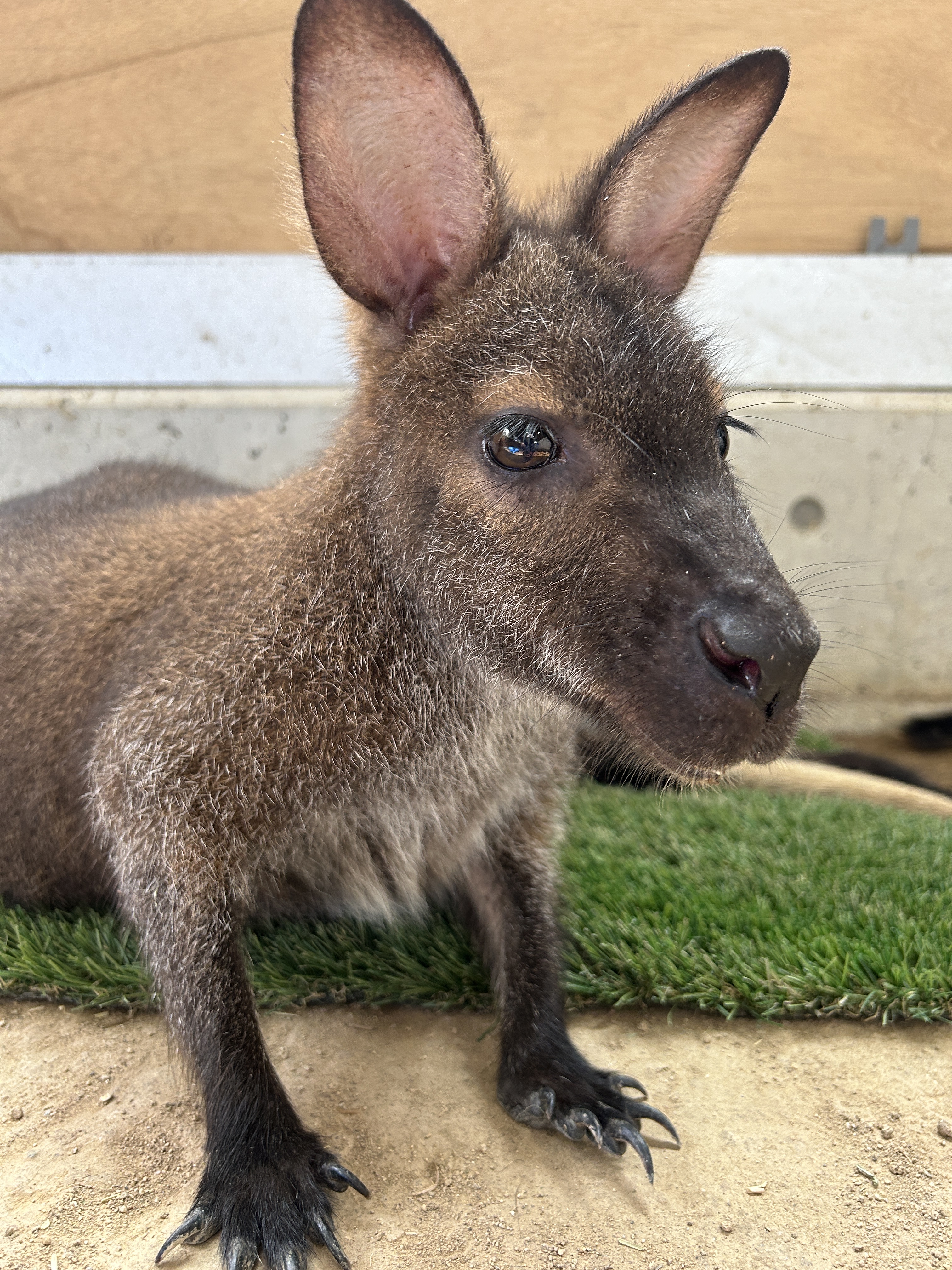ミント♡様 チョコミントだよ on X