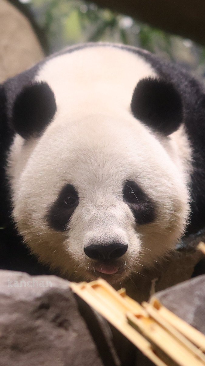 ジャイアントパンダ - Search / X