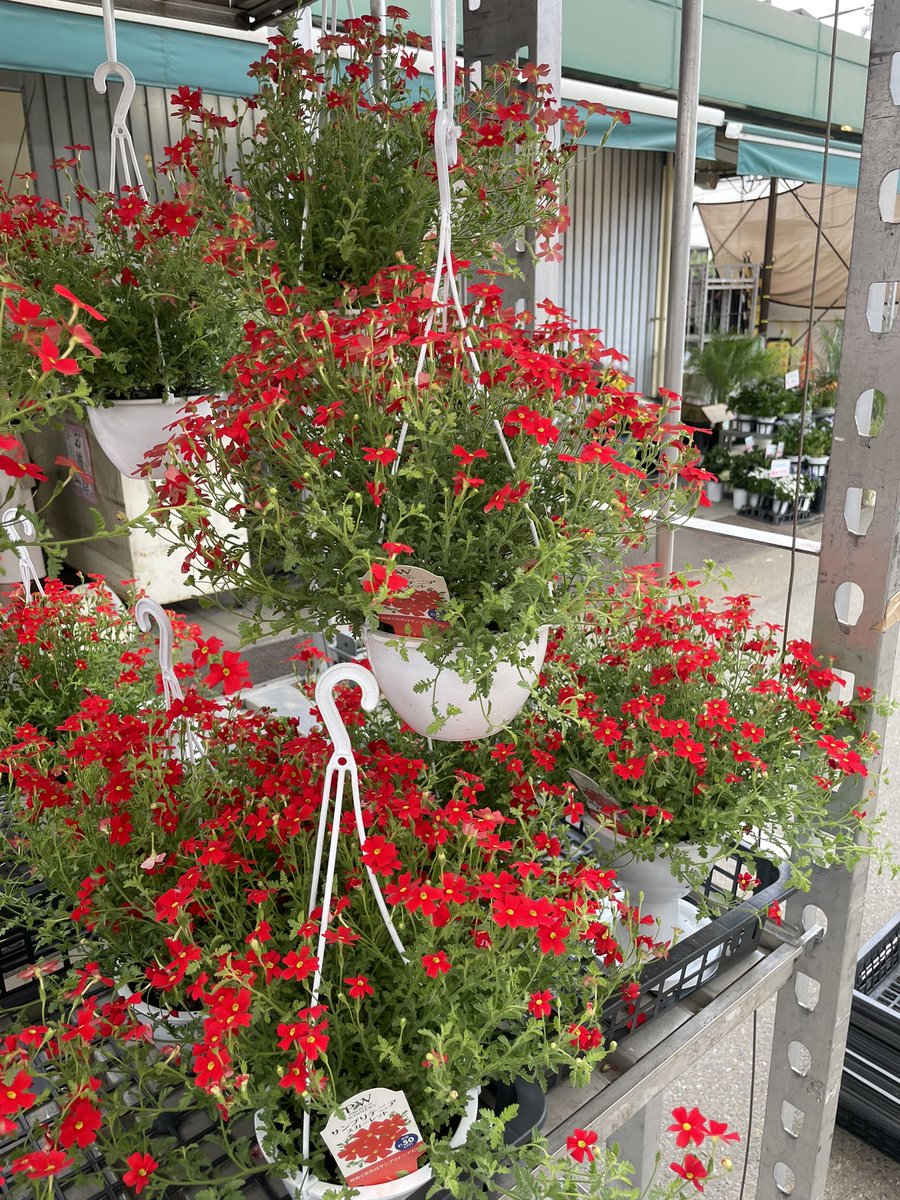 フラワー 決まりました》ホンダﾗｲﾌﾞﾃﾞｨｵAF34 白 坂道上るなら2スト