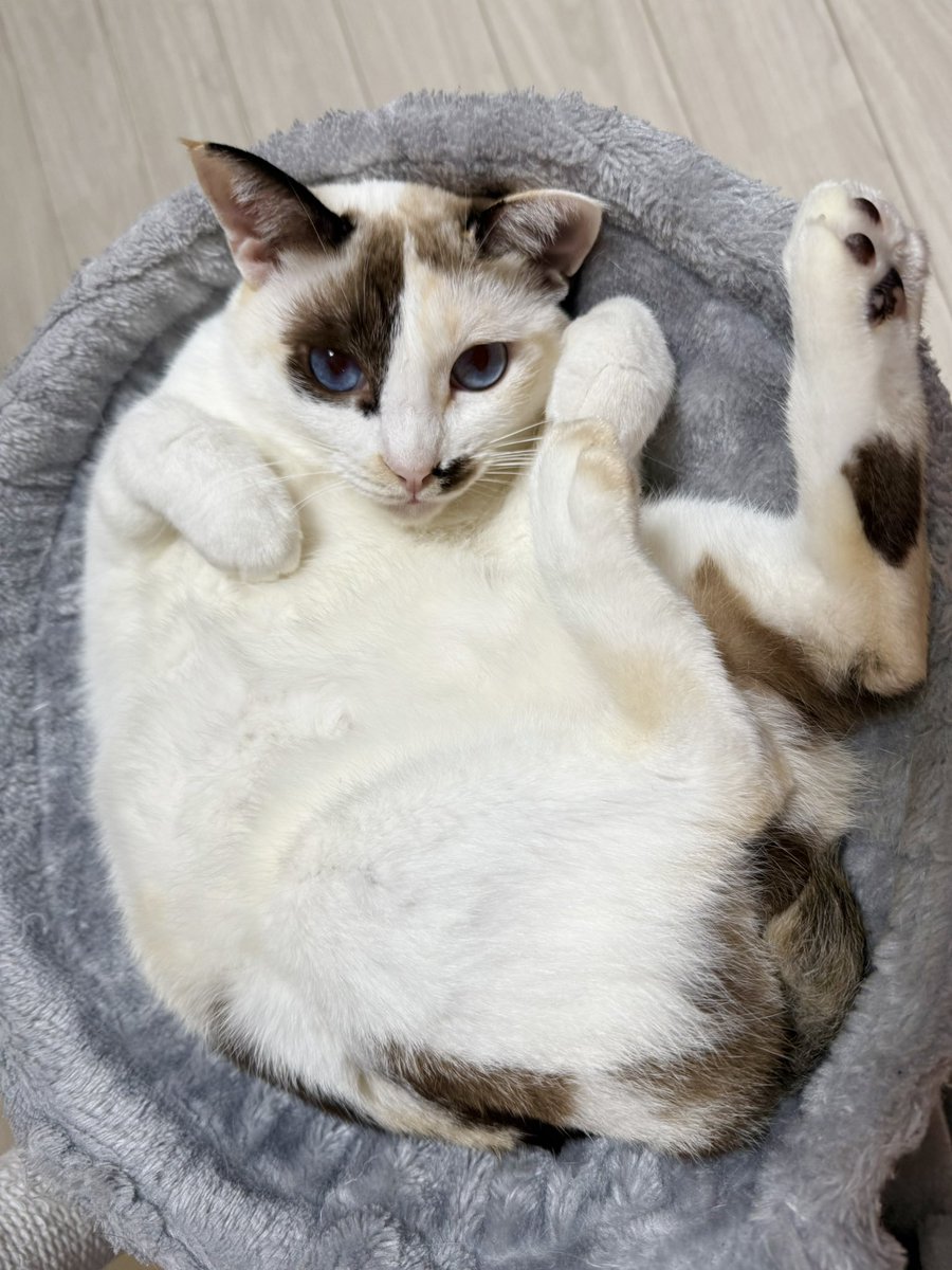 かわいこちゃん

#猫好きさんと繫がりたい𓏲𓎨