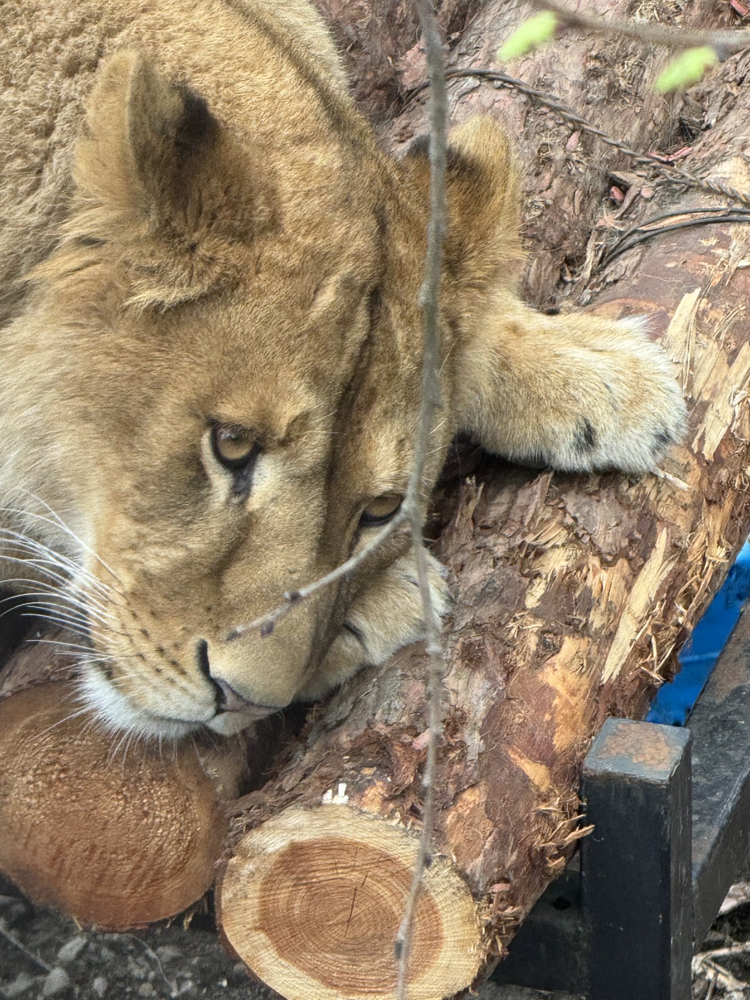 しばおンホ on X: 