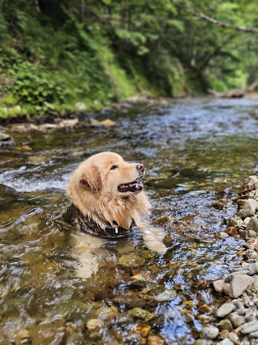 昨今話題の大阪の日本エコロジーによる、釧路湿原ソーラーパネル建設計画問題ですが、なんと鶴居村でも同社によるソーラーパネル建設計画が浮上しております。

村の条例では、景観に影響を及ぼすような開発行為を行う場合、事前に村と協議することが定められていますが、法的拘束力はありません。