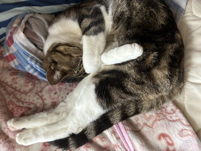 ใฉใใชๅคขใ่ฆใฆใใใงใใใ?