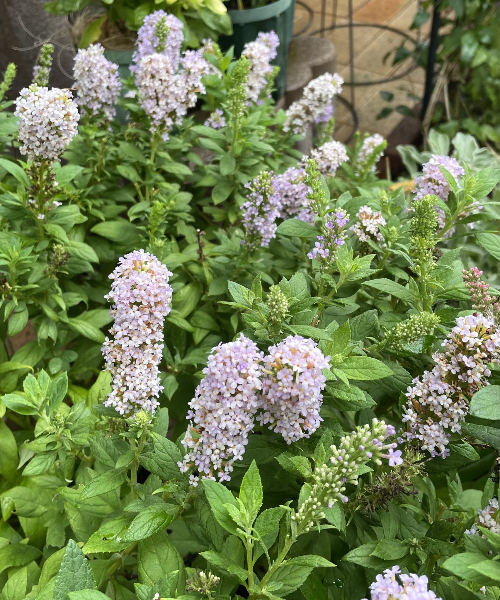 パピヨン (@9FSRKxqenRrfiXc) / X