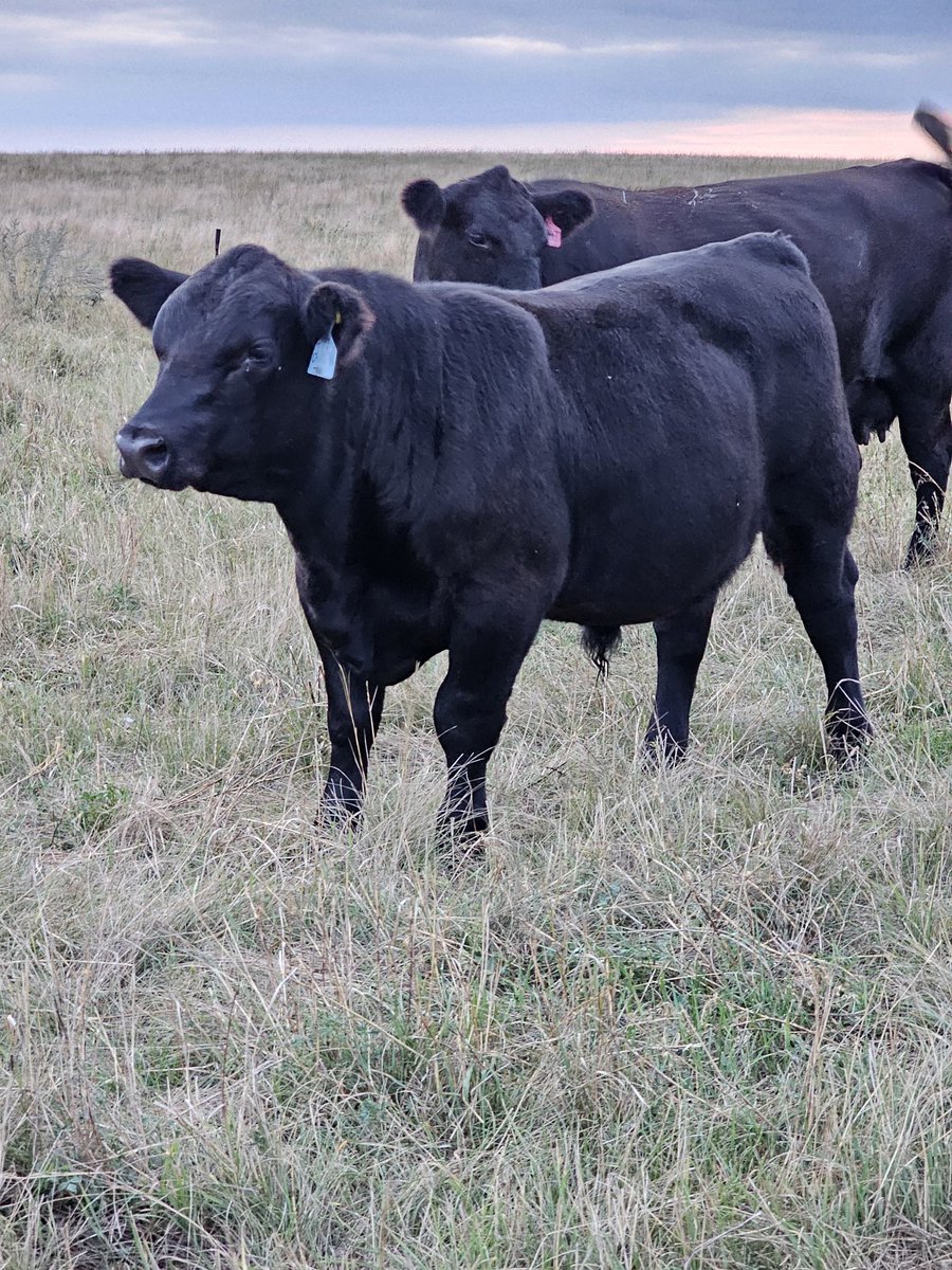 Finally caught a decent picture of one of my favorites in the bull calf pasture  😎