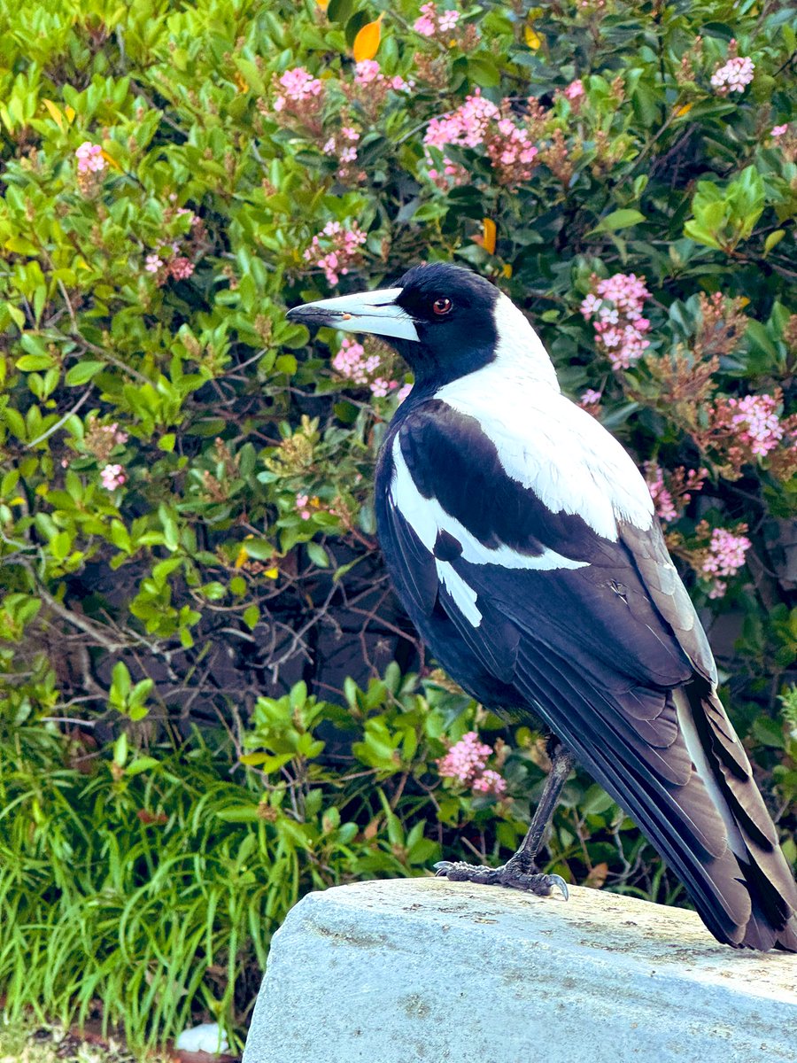 Gorgeous ones, hello from the other side 🤣
Survived all tests, drive home, even Raj on the highway. 
Results Thursday. 
Today, veggie garden, have ridden da hoofs. 
Washing - where does it come from? 
Life is positively fabulous. 
Meet my wild pet swooper. Of 6 years.