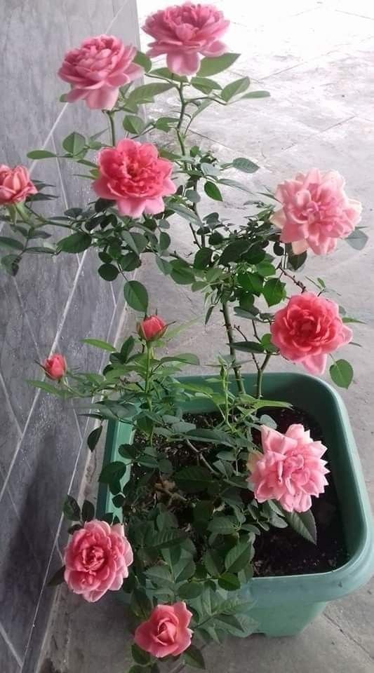 The best is yet to come.
#Photography #Flowers #Rose #rose