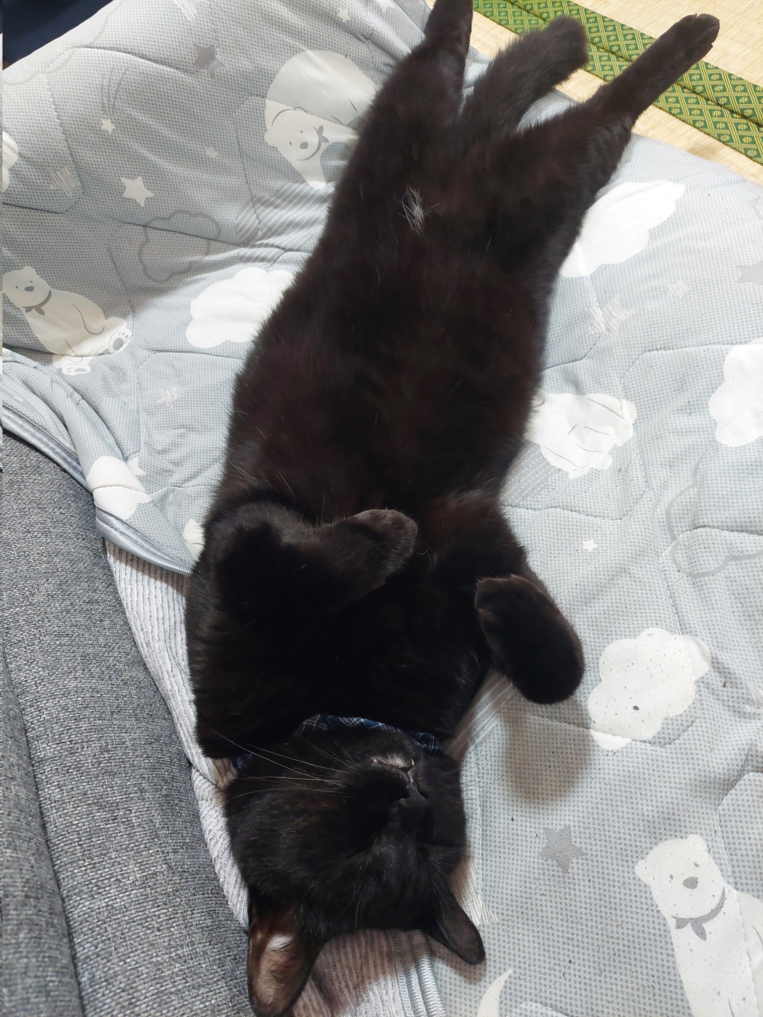 黒猫のわ〜る様 うに3才 on X: 