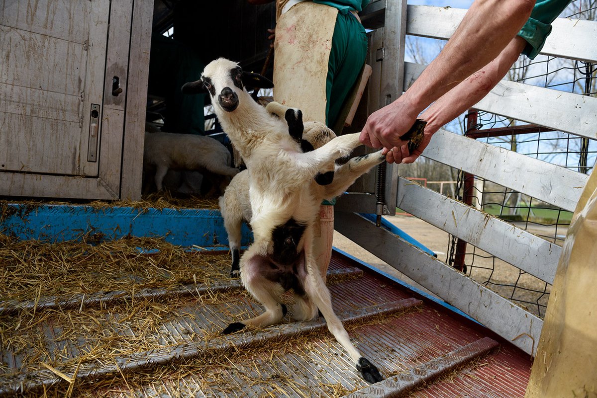 We don't go to our deaths happily, as your collective fictions would have it.  You brutally slaughter us and then call it "humane," inverting your brutality with a self-ennobling descriptor.

We are #OneBillionScreams
We are <a href="/PolAnimalClass/">Ground Zero: One Billion Screams</a>