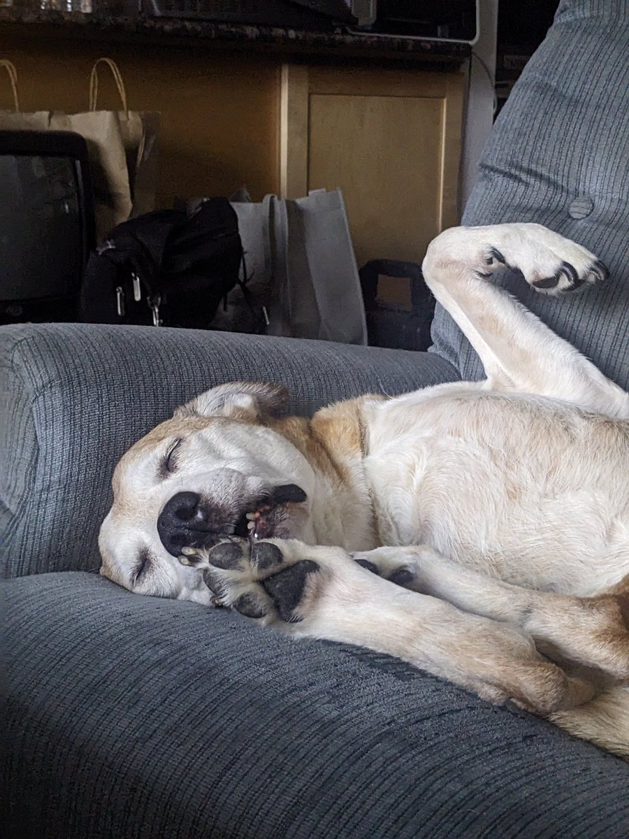 PostalDog tweet media