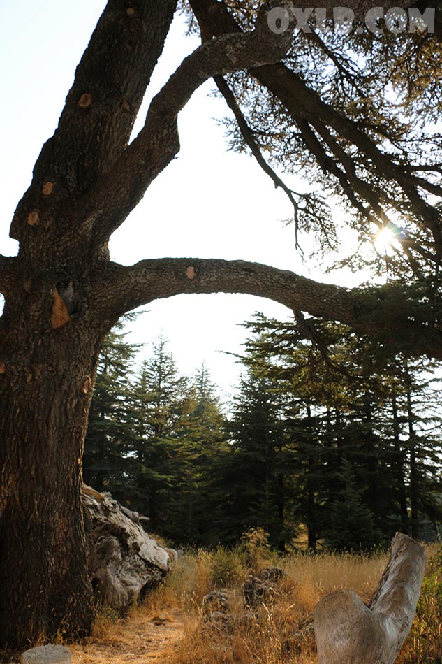 onefineart's tweet photo. I waited for the sunset for one hour to capture one of the images... the Glory of the Cedars of God in Bsharri - I love Lebanon https://t.co/xfyQclOJMn
#sunset #lebanon #cedarsofgod #cedarofgod #lovelebanon https://t.co/2axA9Xr25k
