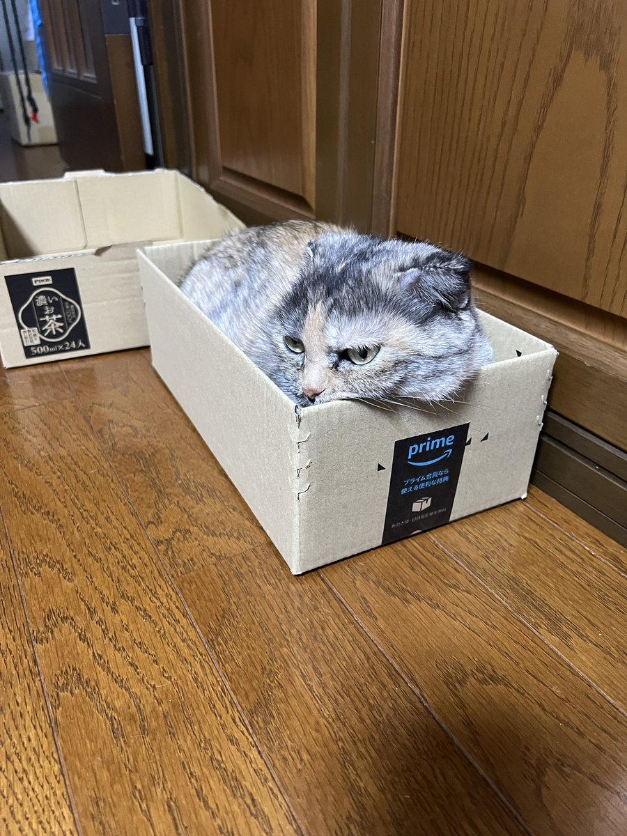 プライムなこつぶちゃん🥺✨