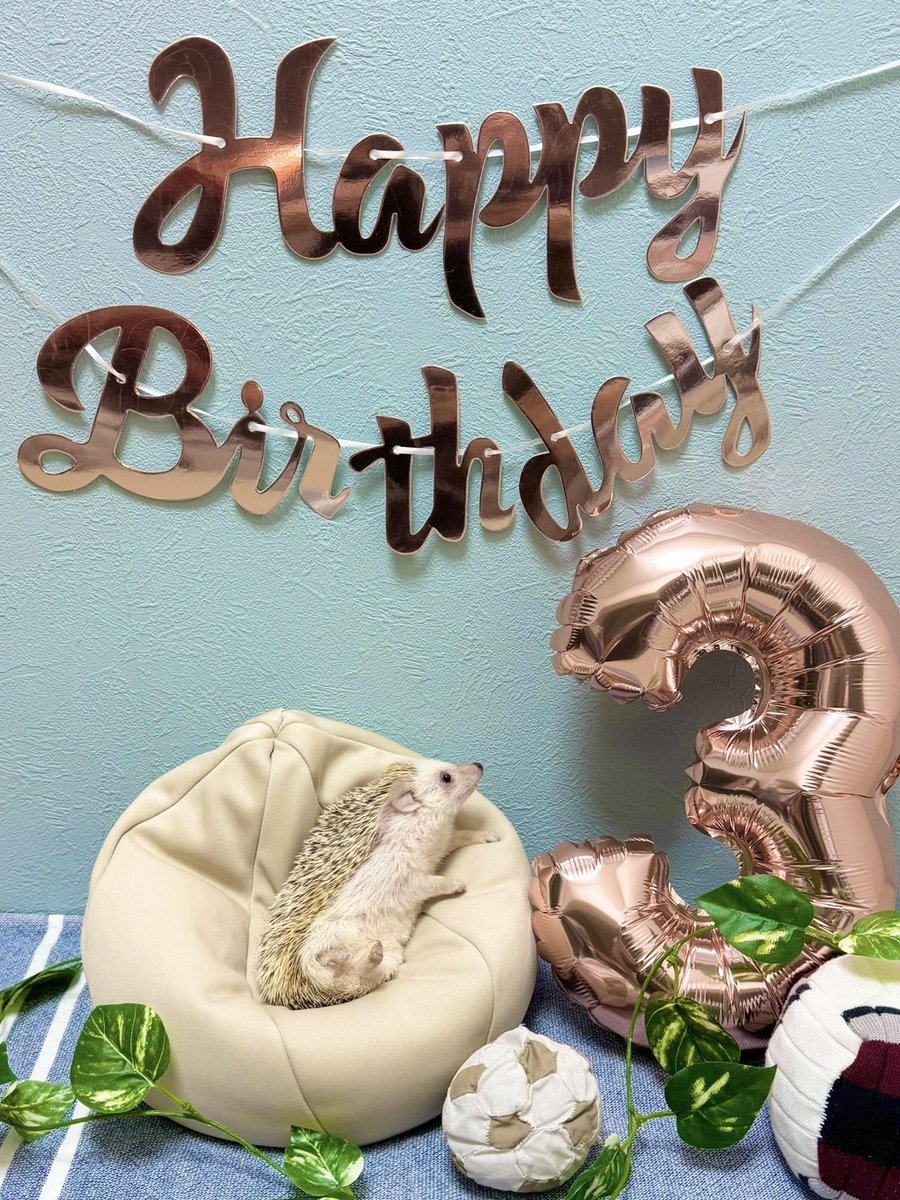 주요나 일어나서 밥무거!!! 오늘은 무슨 날?? 주요니의 생일날~~~ 오늘 생일이니까 주요니가 조아하는 찌낀찌낀도 먹고~~ 네모네모스낵도 머꼬 하고 싶었던 게임이나 낮잠 다 하면서 보냉!! 오늘 하루 행복만 가득하게 보냈으면 좋겠고 맘마도 남김 없이 다 먹오~~ 나중에 후식도 먹어야 된당 알겟지?