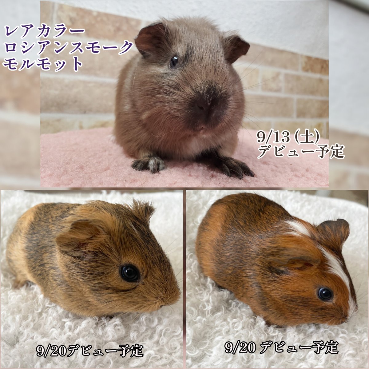 HANA Pet★札幌★トリミング★ペットホテル★モルモット (@hana_pet) on Twitter photo 