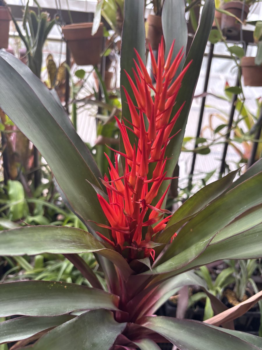 Pitcairnia 'Obsession' (Jim Pearce) TF2138