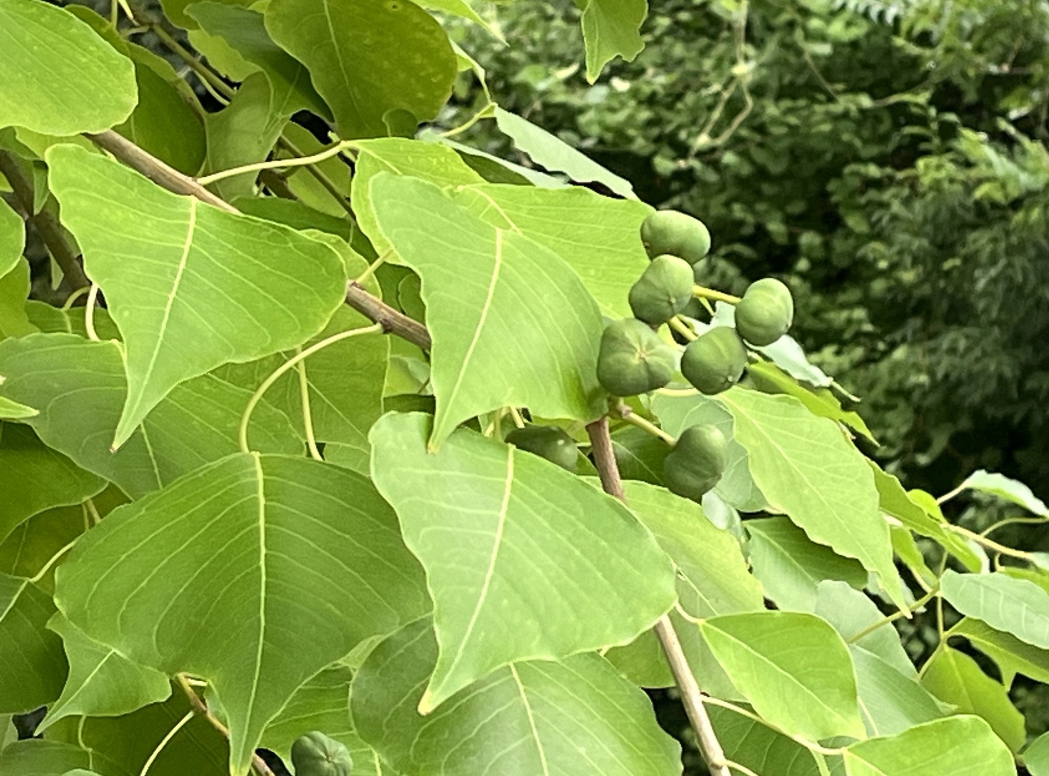 早期予約2025.。ナンキンハゼ。ナンキンハゼの実。素材パーツ。弾け始めました 早期予約2025.。ナンキンハゼ。ナンキンハゼの実。素材パーツ