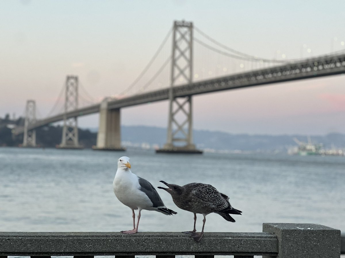 StevenReca's tweet image. Unbothered