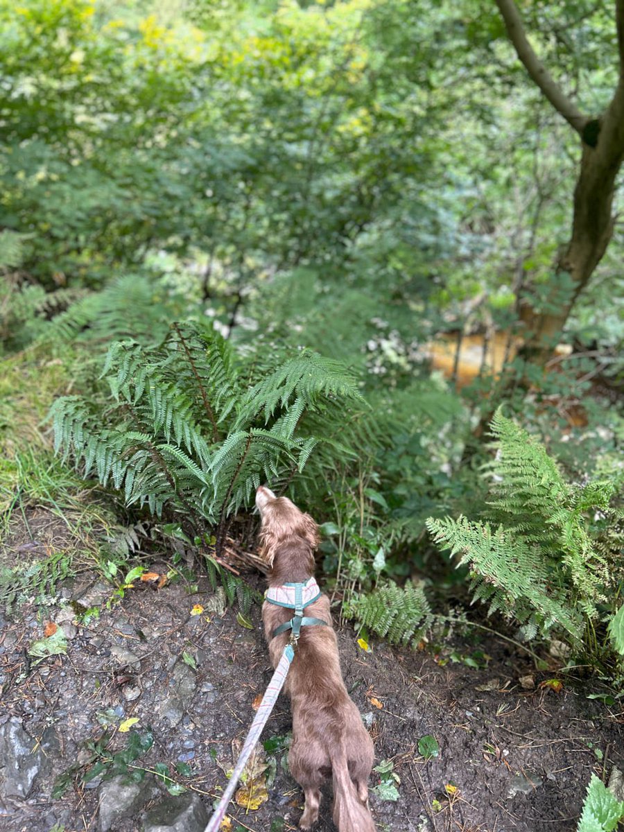 Walk with us?🐕‍🦺😉
