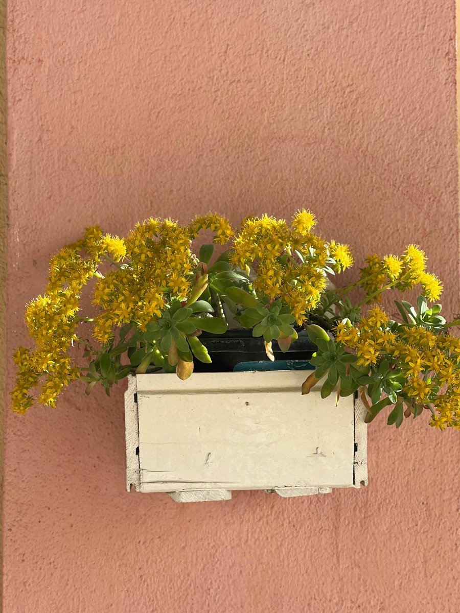 DreamyHomeStyle's tweet image. Choosing the right wood planter? Consider durable woods like fir or cedar, drainage, the right depth for your plants!

dreamyhomestyles.store

#WoodPlanter #GardenTips #PlanterBox #OutdoorLiving #BackyardGarden #PatioStyle #HerbGarden #FlowerLovers #SustainableGardening #Garden