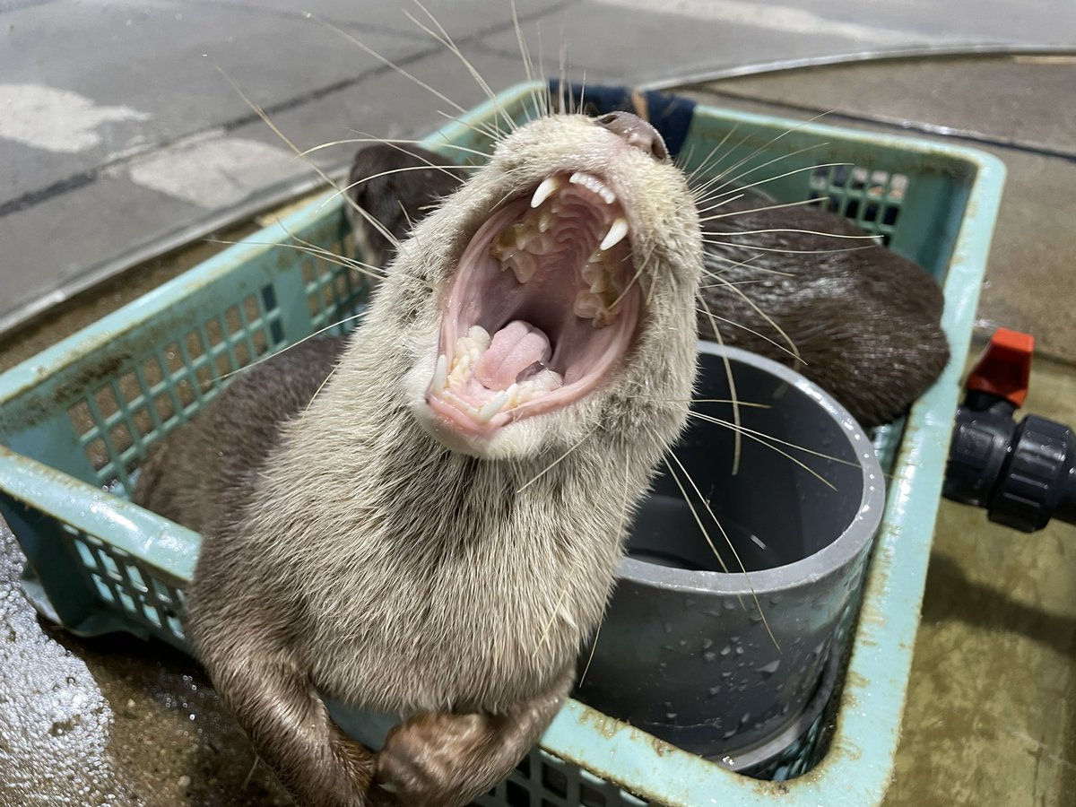 マナやん専属トレーナー【新屋島水族館飼育員】 (@manayan321) on Twitter photo 🥱💤
#市場水族館
#コツメカワウソ 🥱💤
#市場水族館
#コツメカワウソ